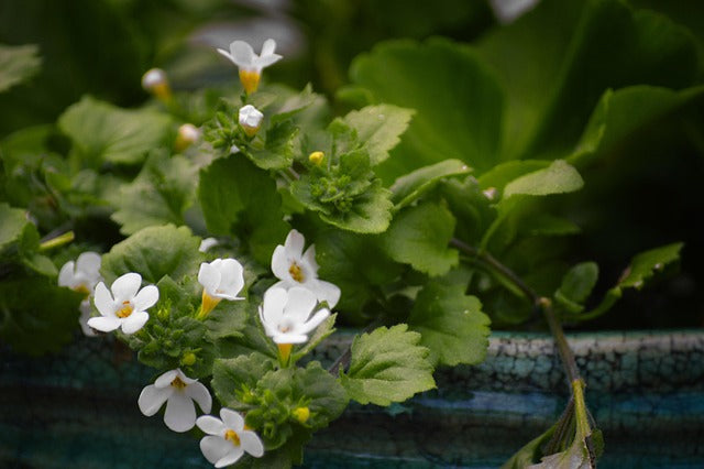 Bacopa Moonier